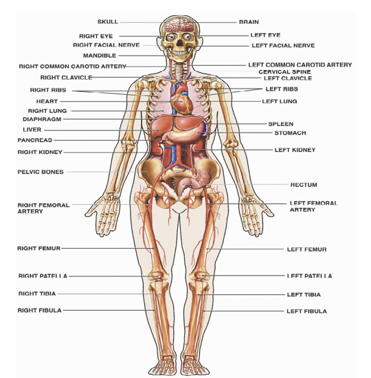 Picture of HUMAN ANATOMY & SKELETON CHART