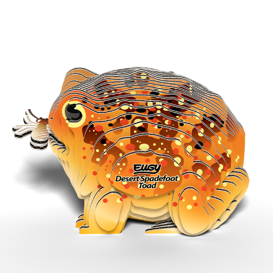 Picture of EUGY2 DESERT SPADEFOOT
