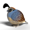 Picture of EUGY2 QUAIL