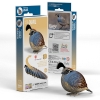 Picture of EUGY2 QUAIL